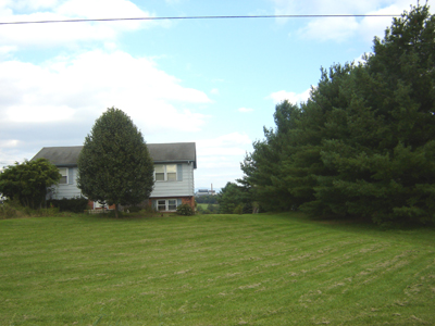 Tree planted as a barrier provide an acoustical and visual fence between neighbors